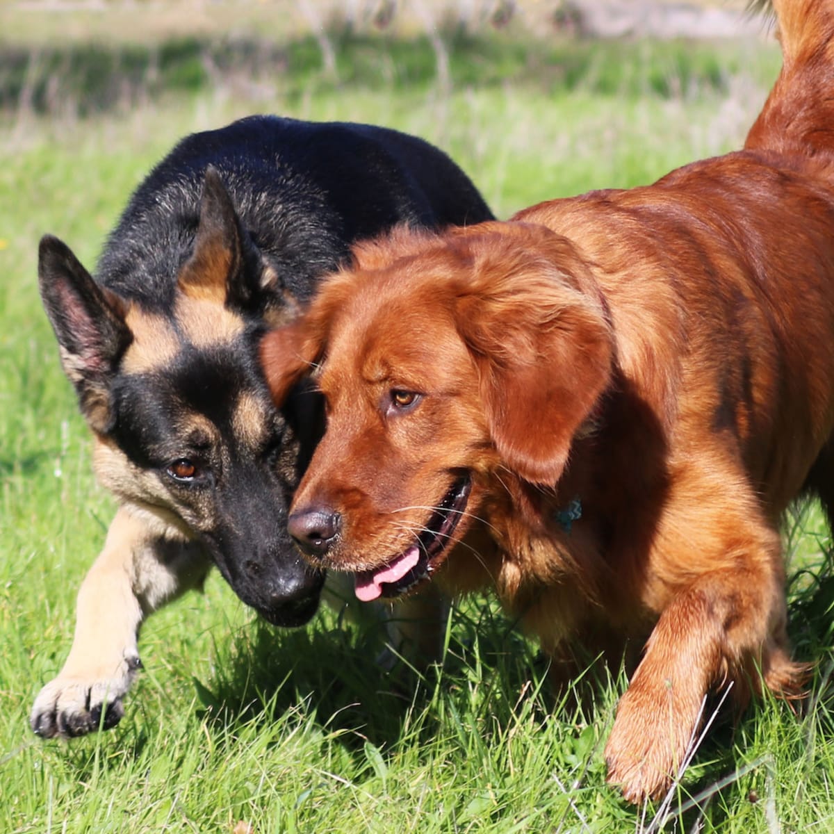 German shepherd and golden retriever together discount
