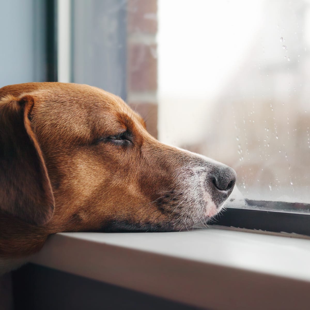 Sad dog discount looking out window