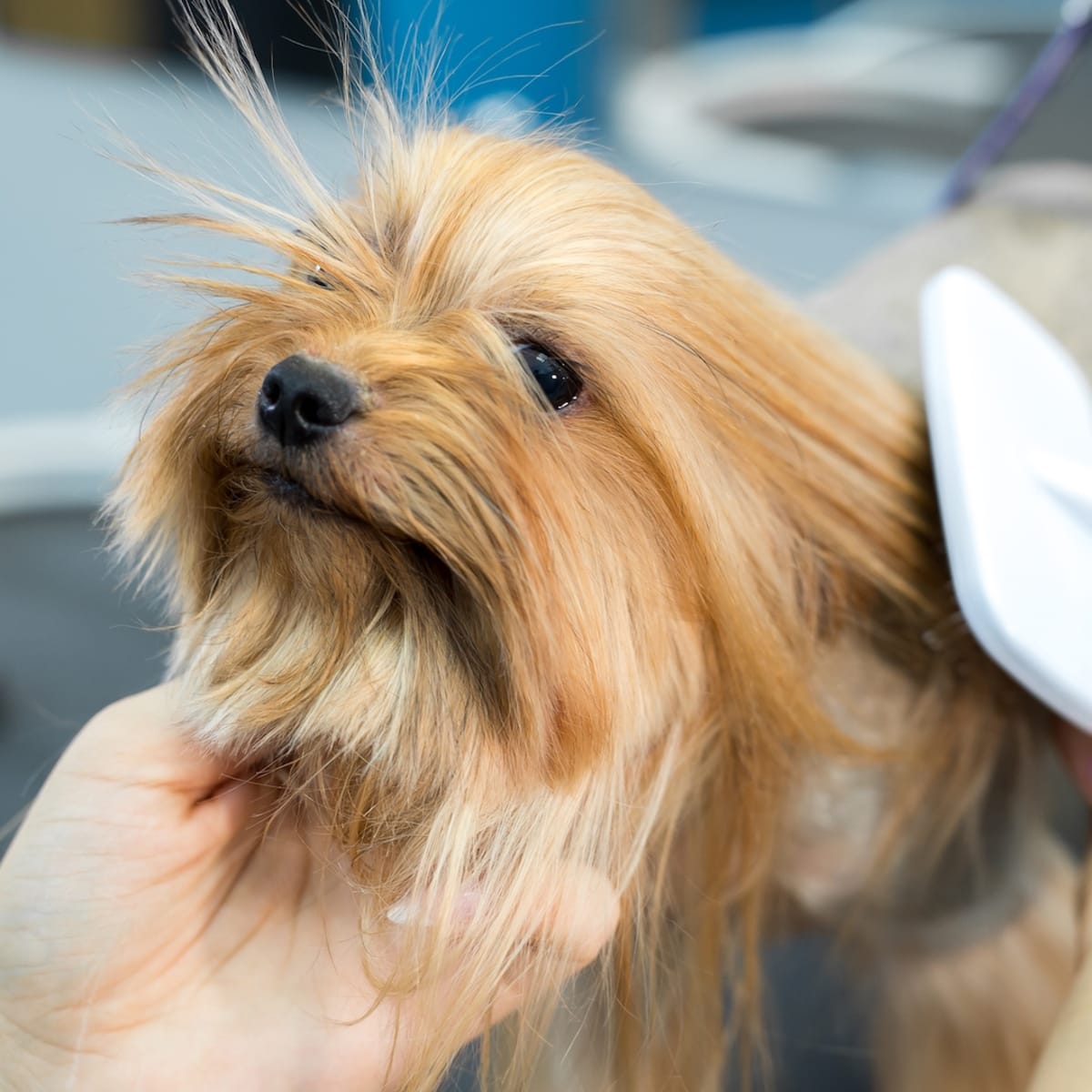Typical yorkie haircut clearance