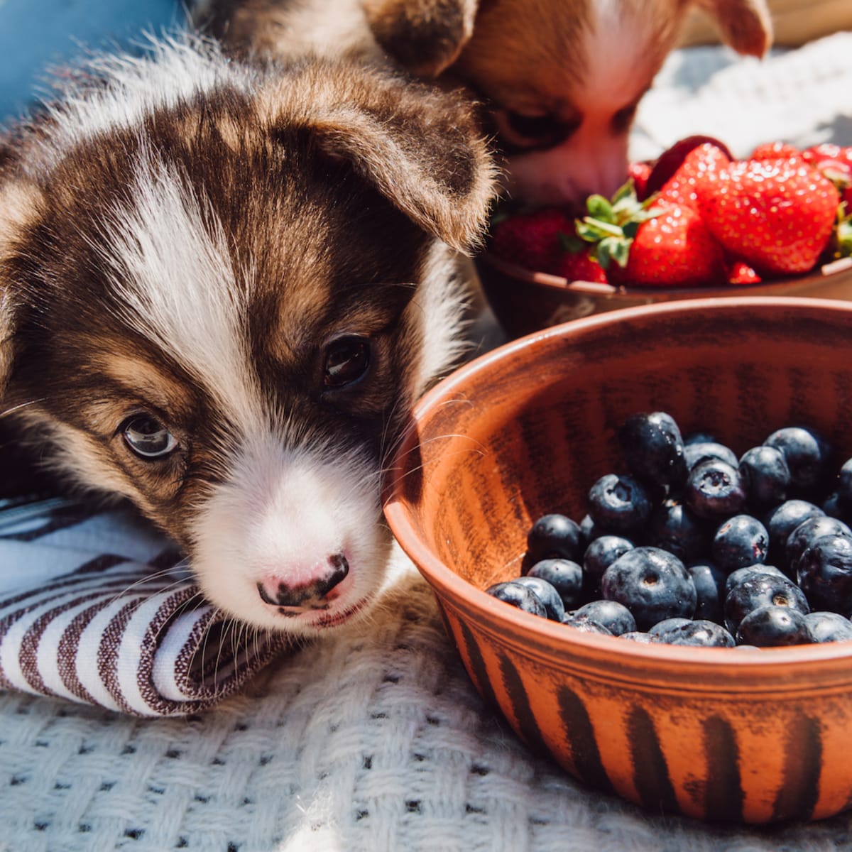 3 Important Hacks for Feeding Dogs Blueberries All Pet Parents