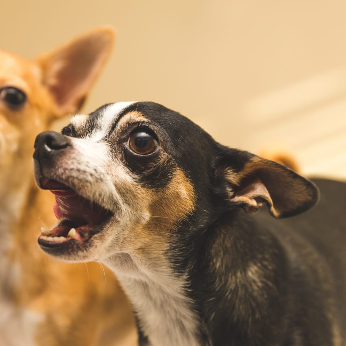 Monkey and chihuahua deals talking