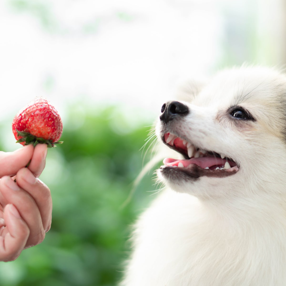 Can Dogs Eat Strawberries All You Need To Know Parade Pets