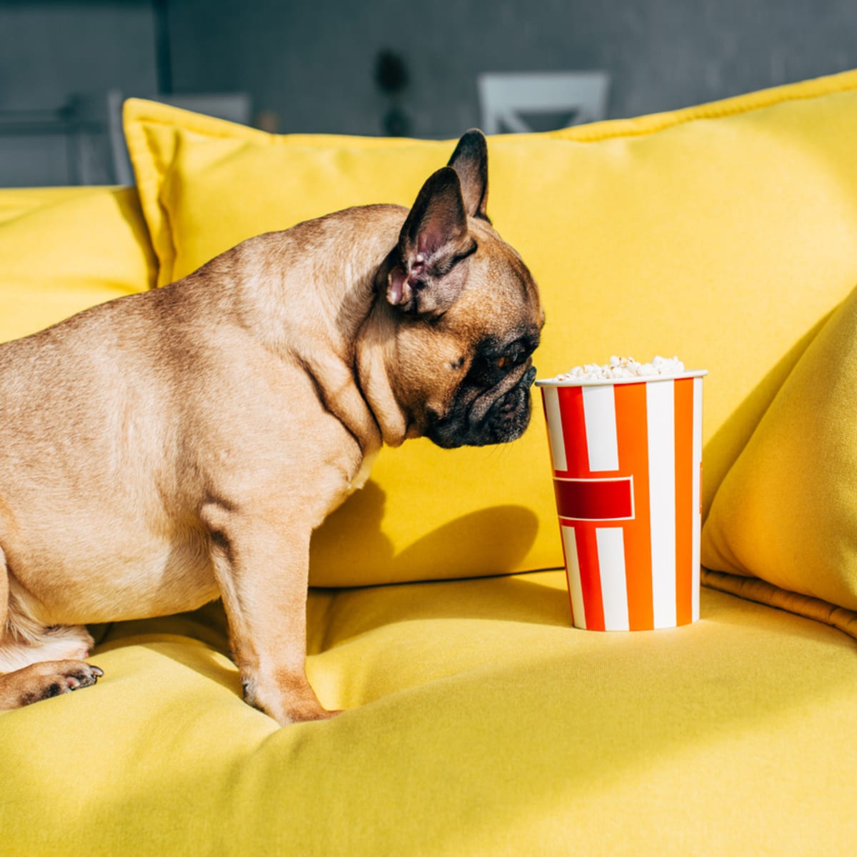 Will popcorn hurt dogs sale