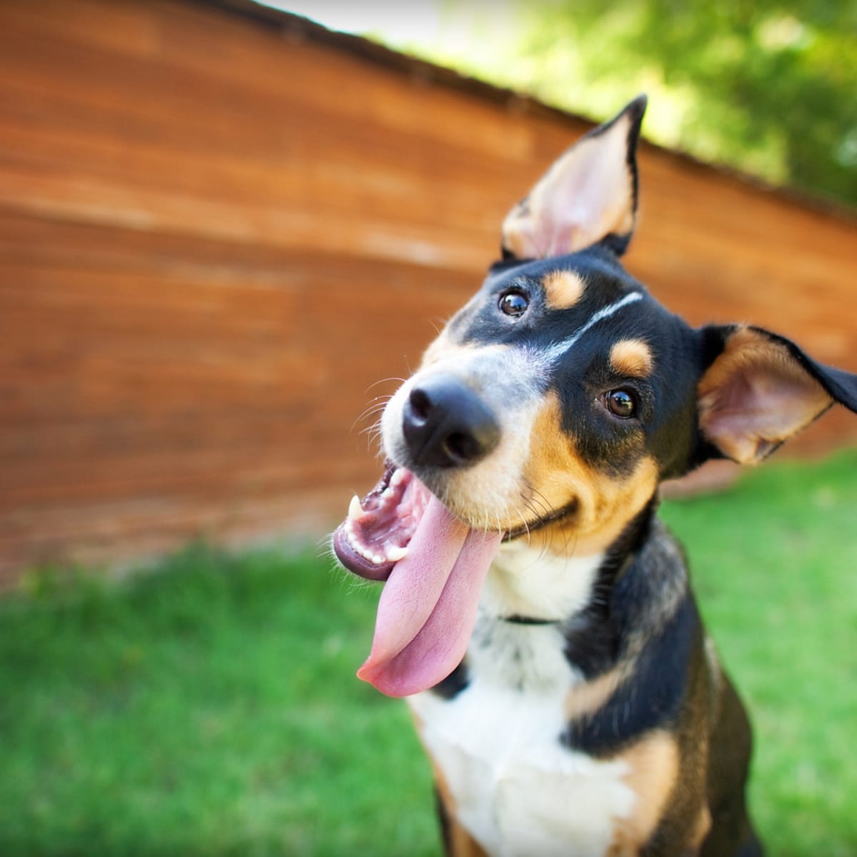 Can Dogs Eat Cashews Veterinarians Explain Parade Pets