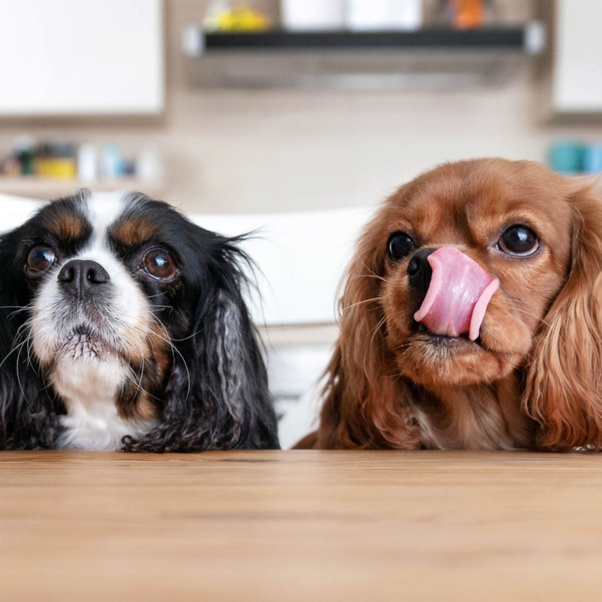 Pomegranate bad for dogs shop