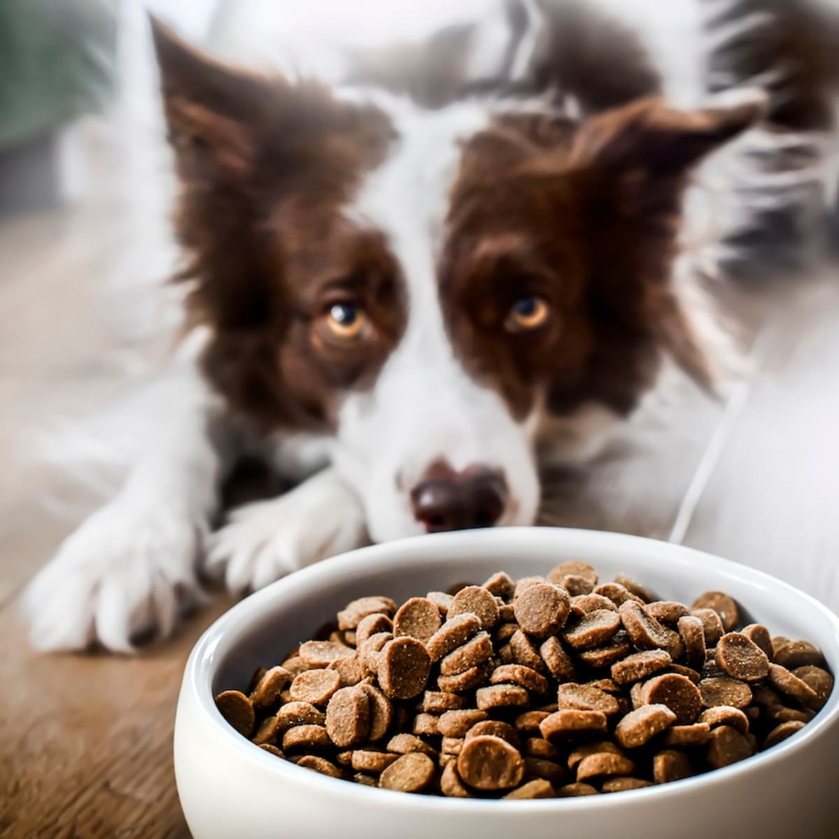 Popular Dog Cat Food Recalled for Possible Listeria Risk to Pets and Humans Parade Pets