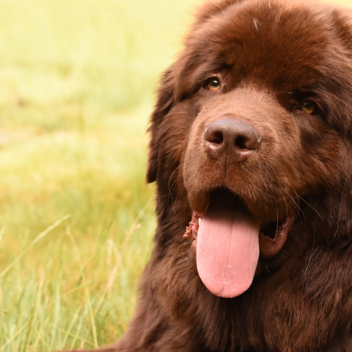 Newfoundland chocolate dog deals