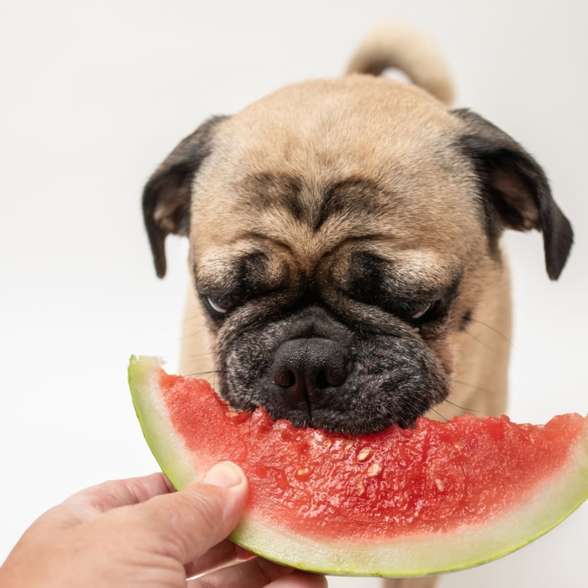 Can pugs eat watermelon online
