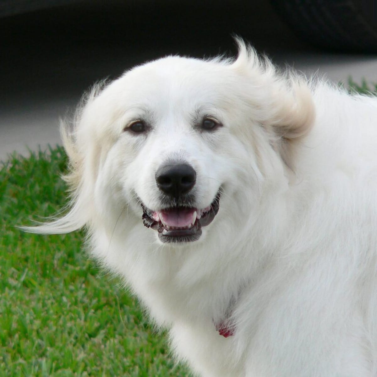 Great Pyrenees Gets a Coat Trim and Looks Like He Spontaneously Combusted Parade Pets