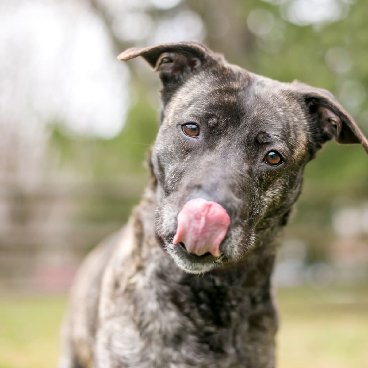 30 Brindle Dogs With Beautiful Coats Parade Pets