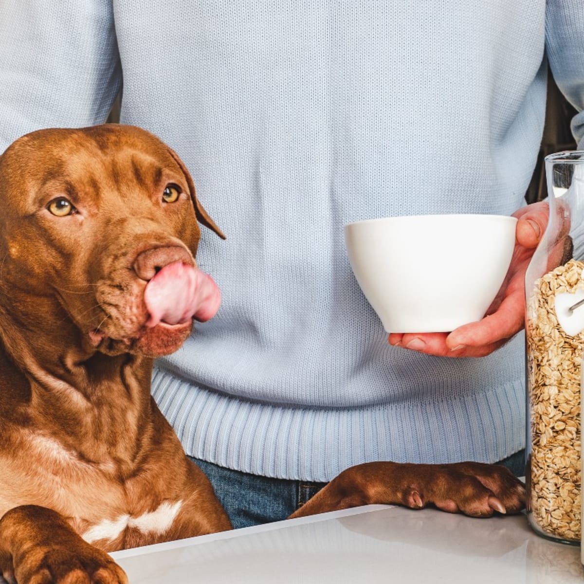 Can Dogs Drink Milk Veterinarians Weigh In Parade Pets