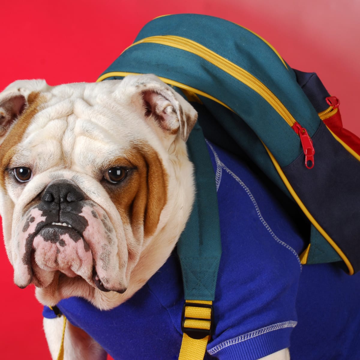 English bulldog backpack cheap