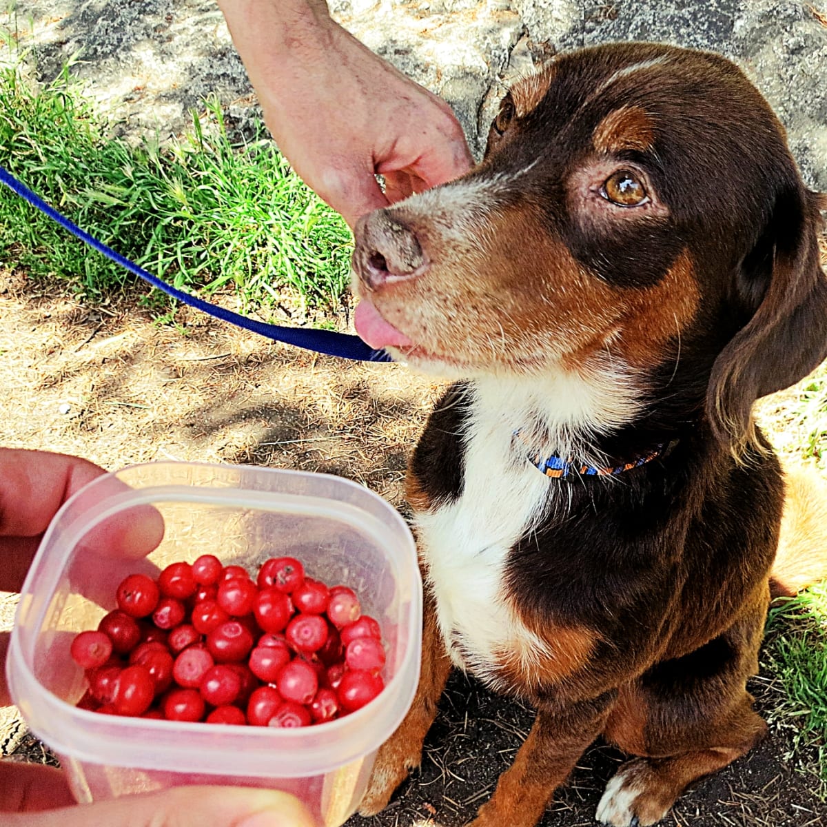 Is it safe for dogs to eat cranberries outlet