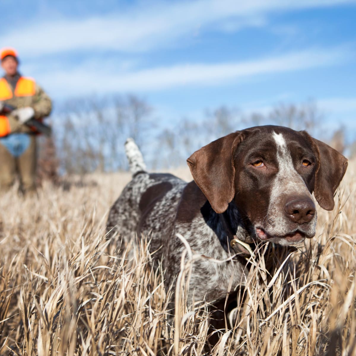 Hunting Dogs 11 Best Breeds for Hunting Parade Pets