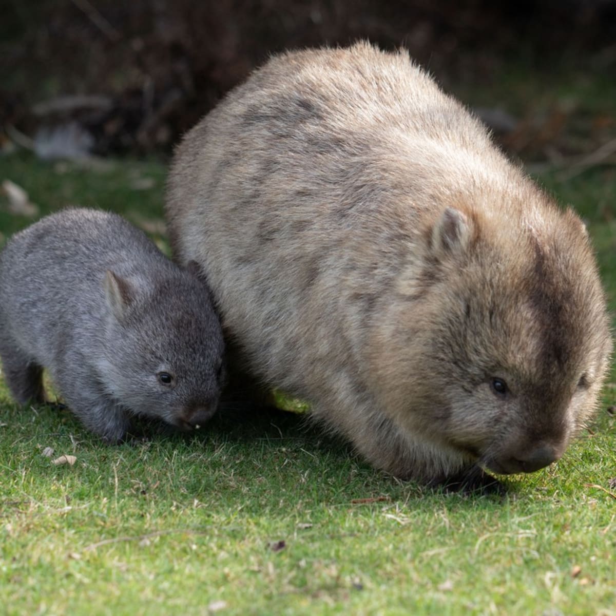 Wombat stroller discount