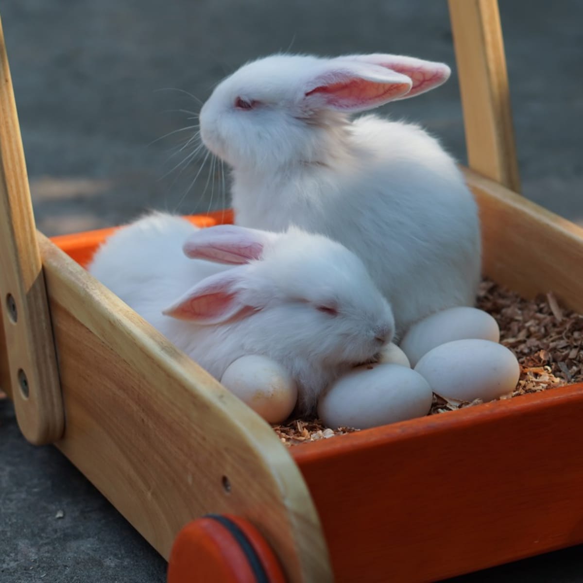 Bunny stroller new arrivals
