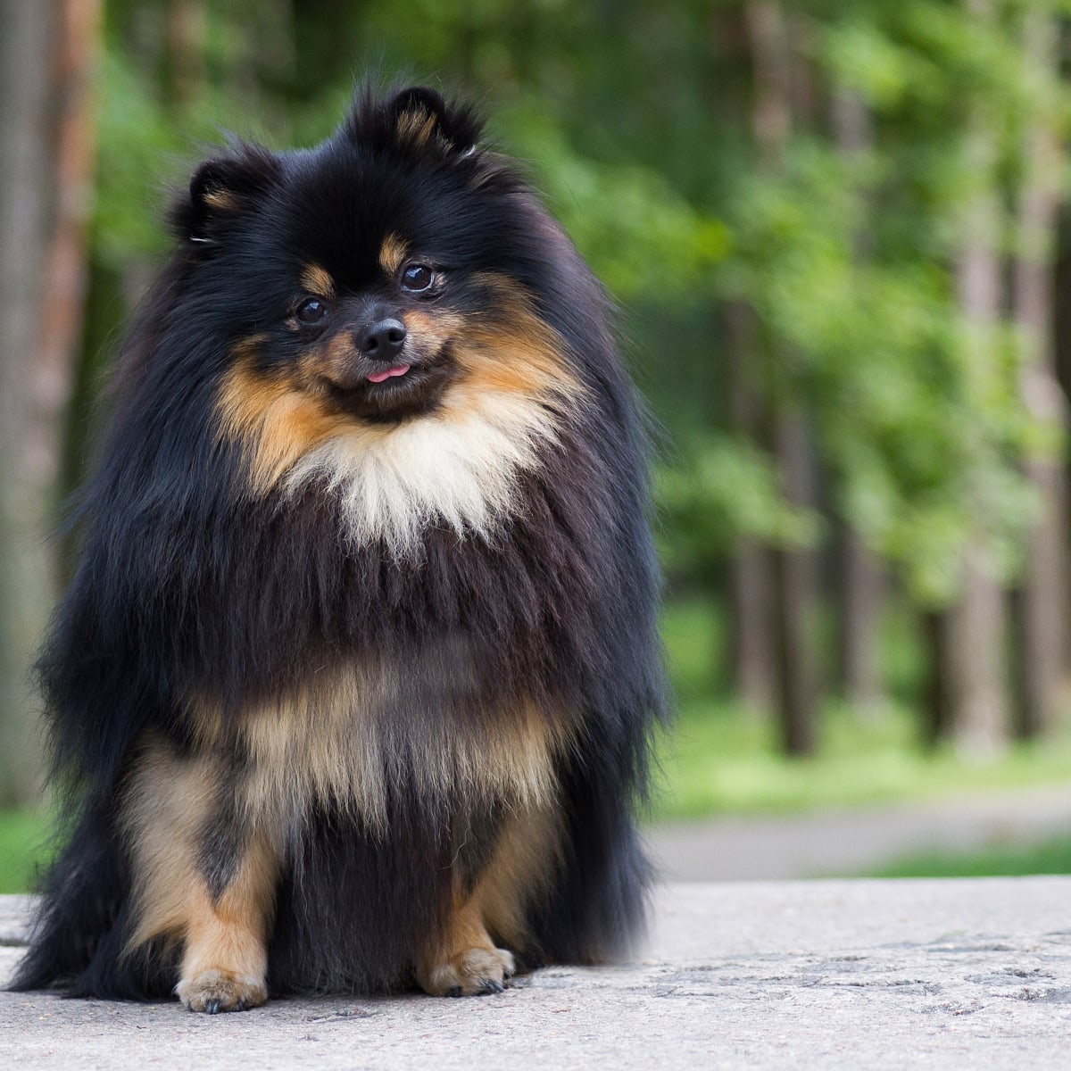 Adorable Pomeranian Takes on a Hair Dryer and Wins in Hilarious