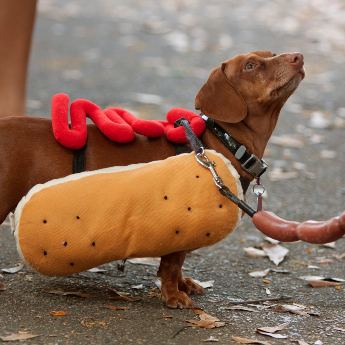 Sausage dog ninja warrior discount