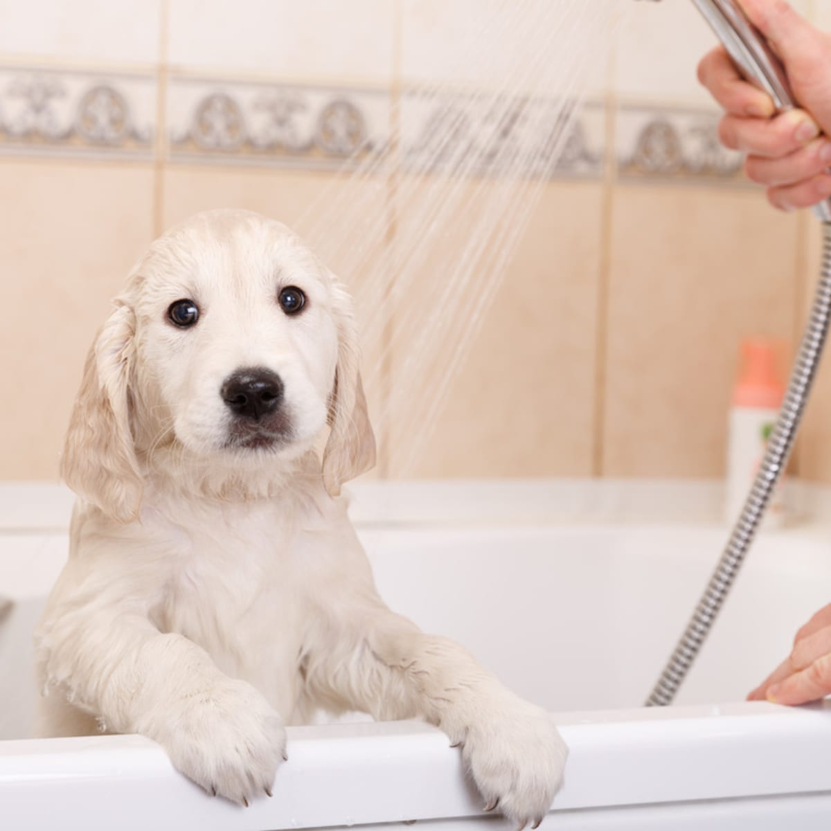 Labrador Puppy s Unique Reaction to His First Bath Is Absolutely