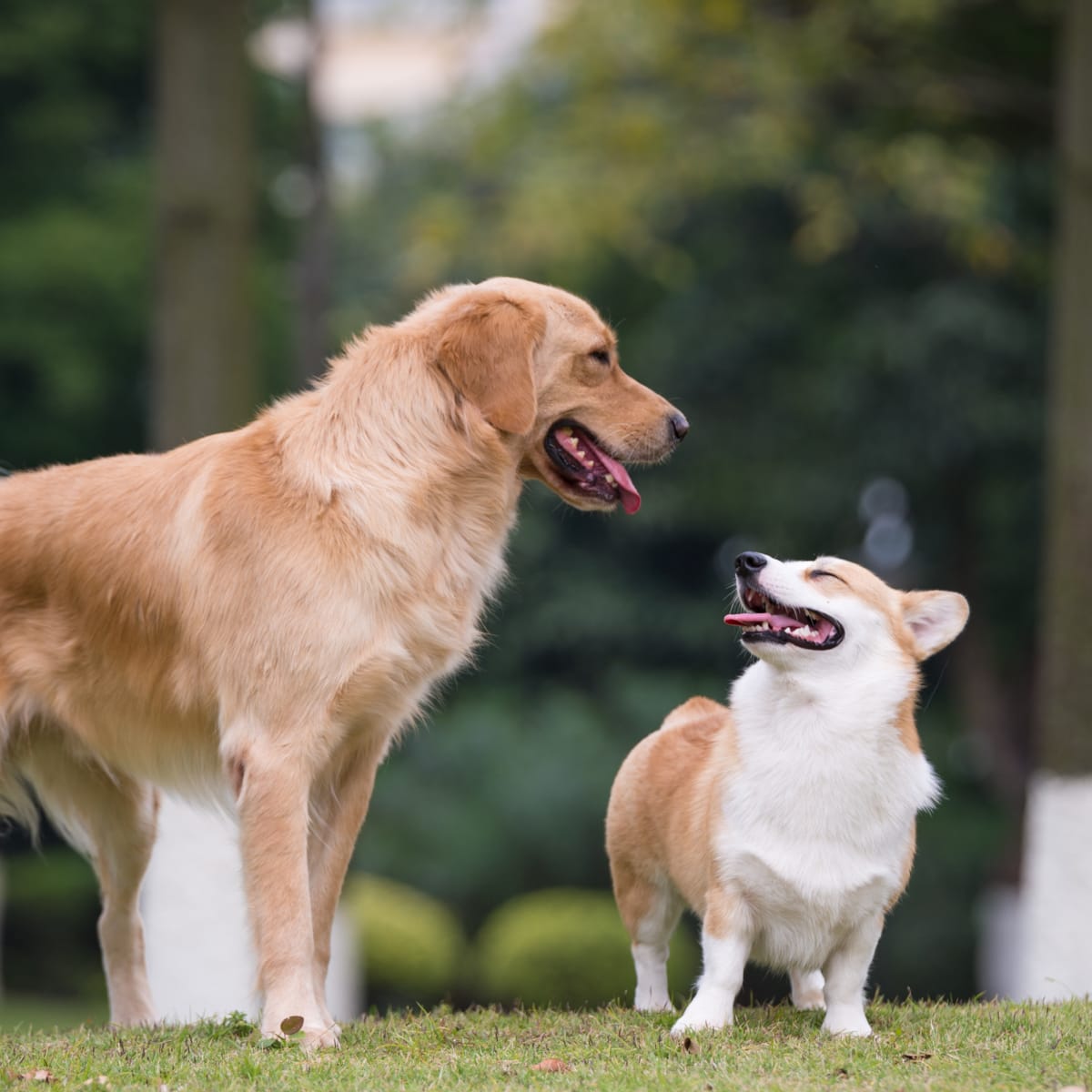Golden corgi shop
