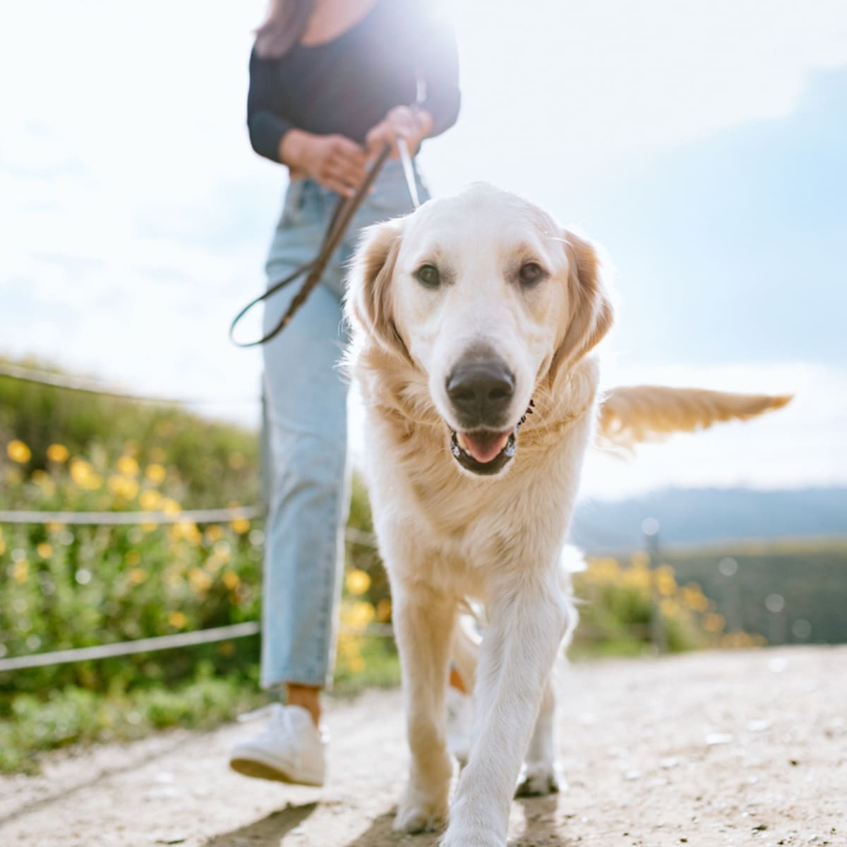 Which dog 2024 breeds are healthiest