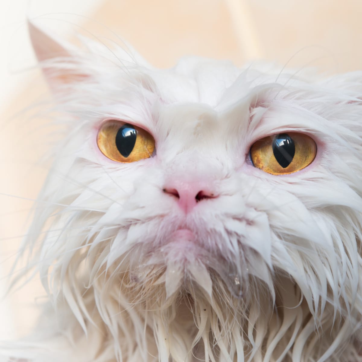 Trisomic cat 2024