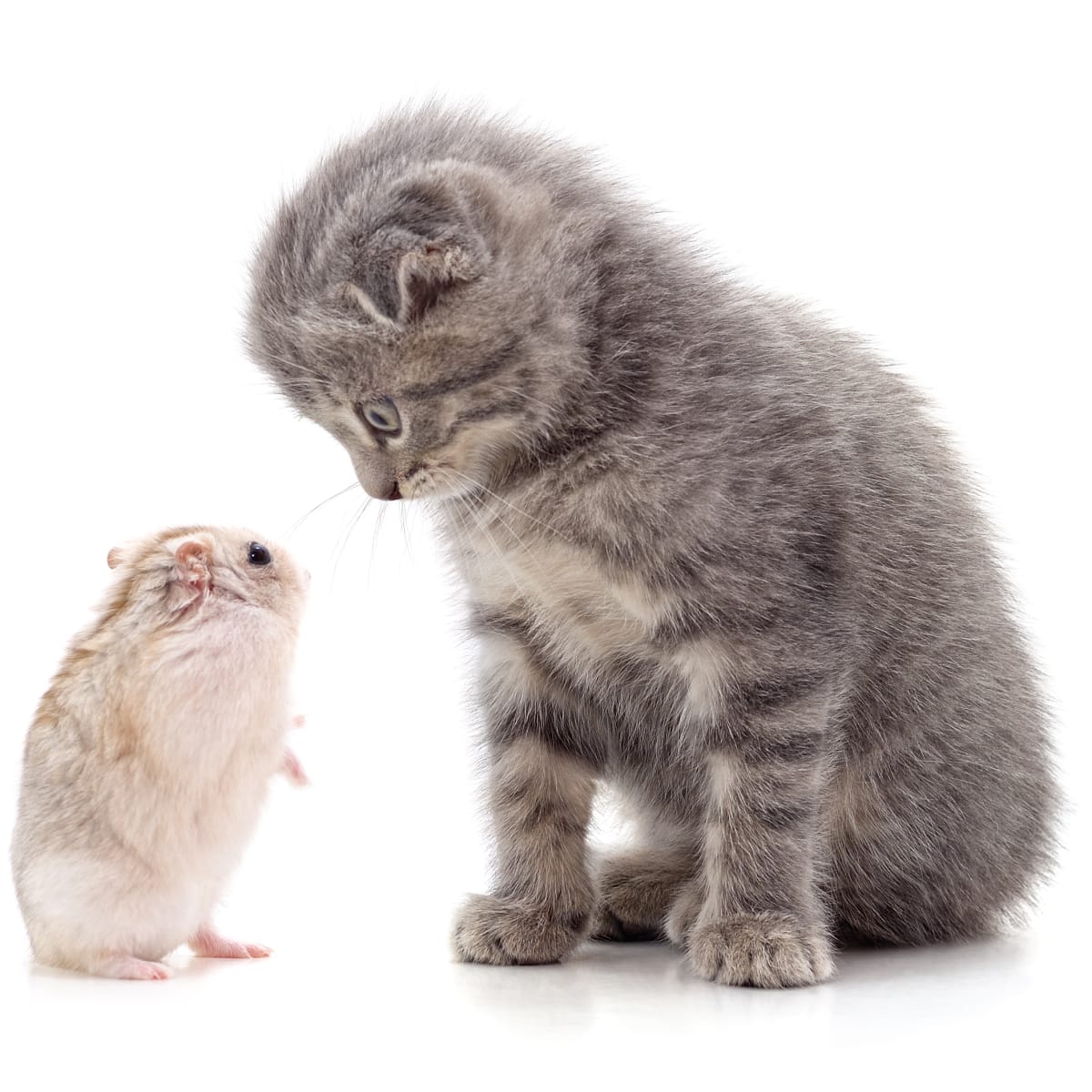 Hamster cat clearance