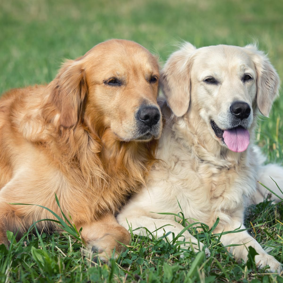 Two golden hot sale retrievers