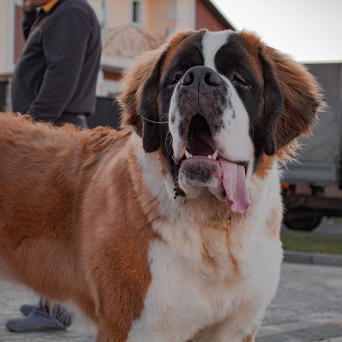 Funny St. Bernard Stalks Mom s Co Workers in the Hopes of