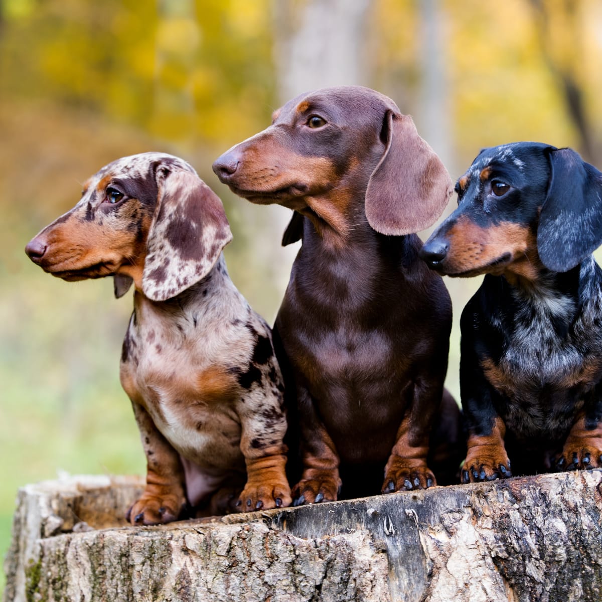Mini store dachshund costumes