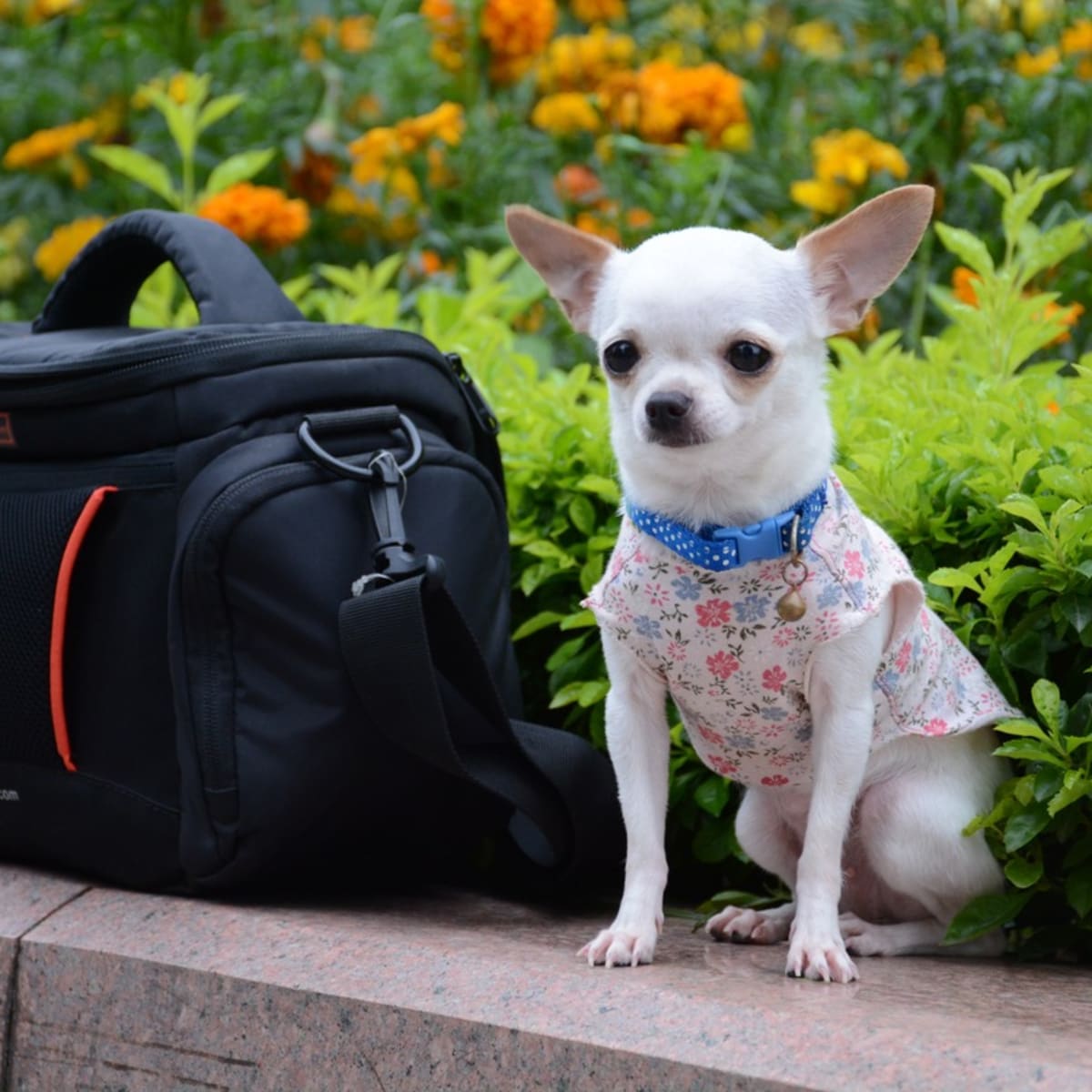 Chihuahua cheap coyote vest