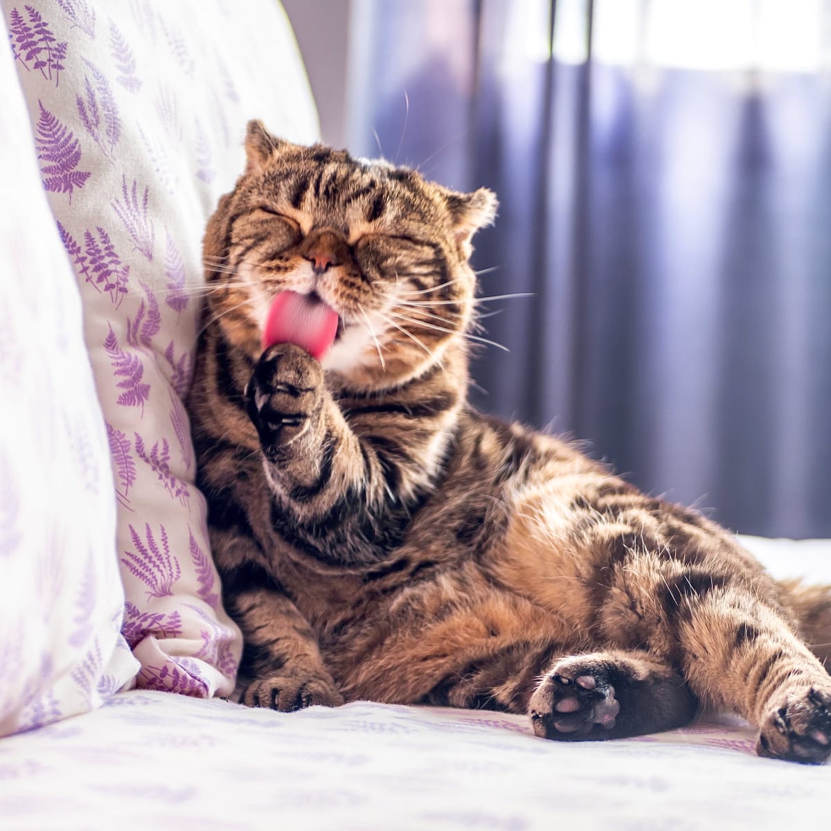 Brindle sales cat breeds