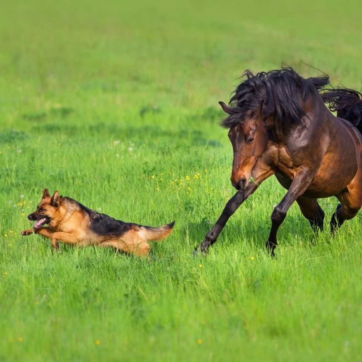 Thoroughbred clearance german shepherd