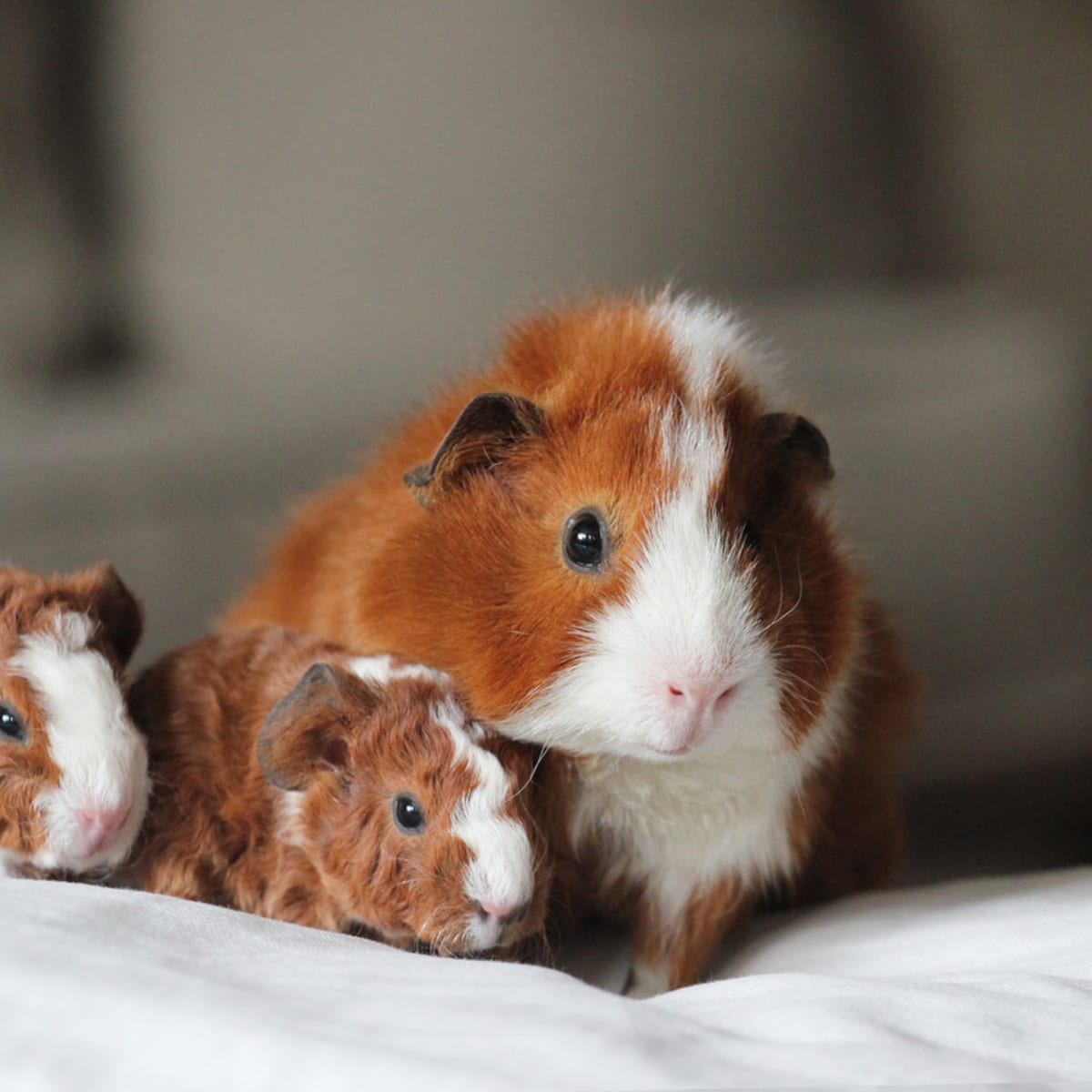 How to take care of newborn guinea store pigs