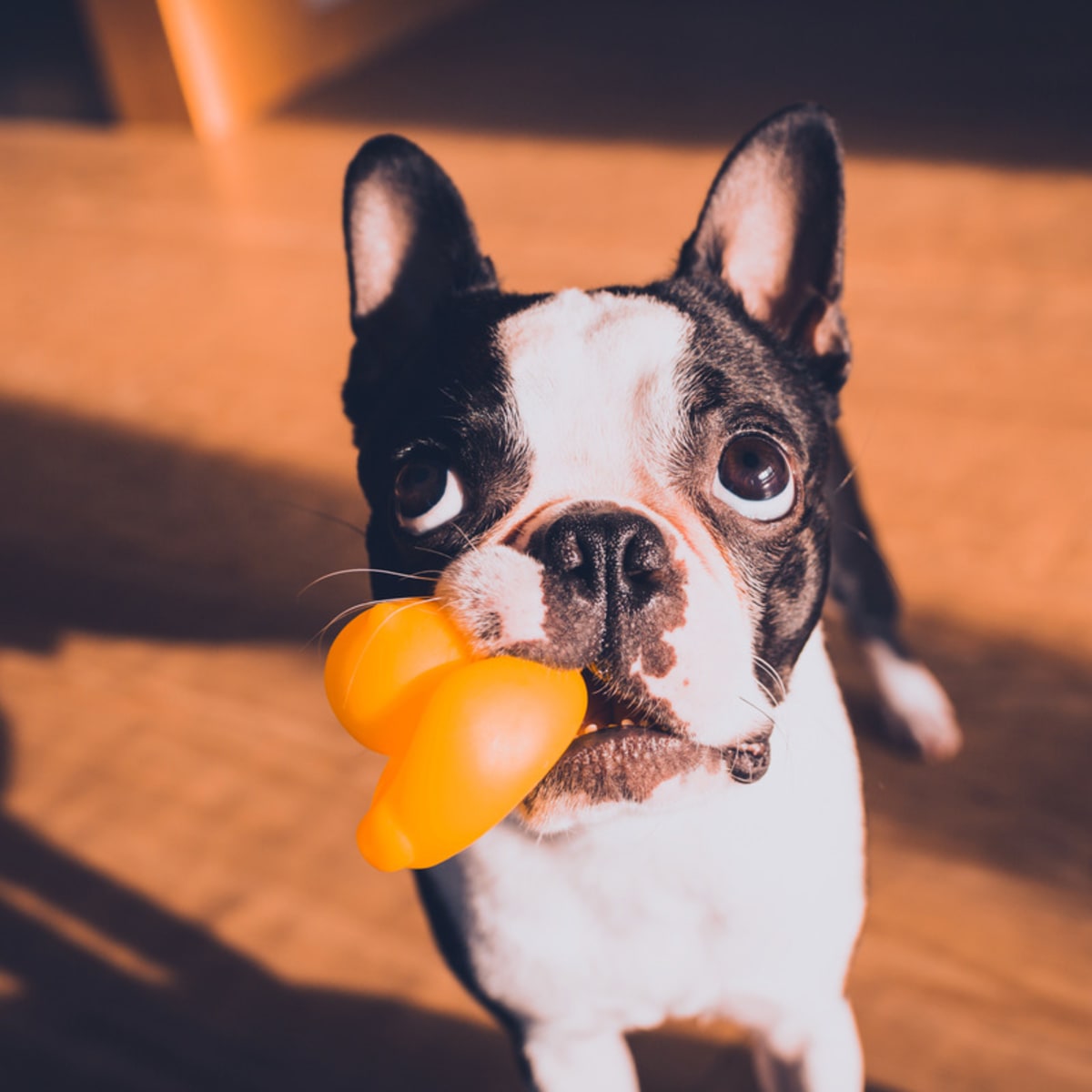 Best chew toys top for boston terriers