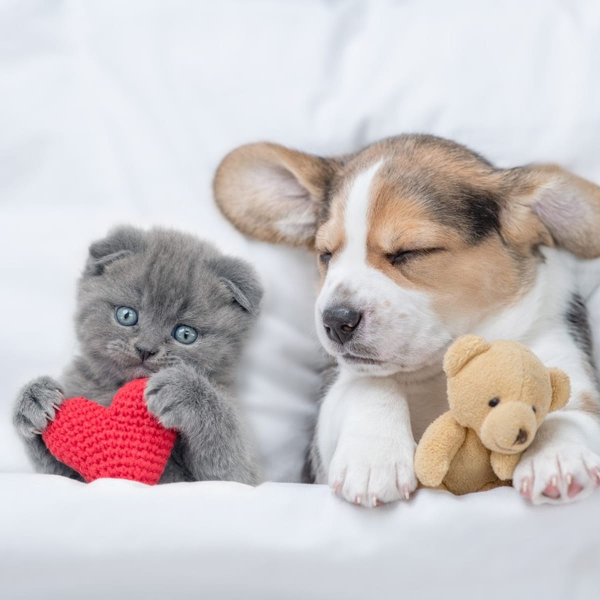 Beagle sales and kitten