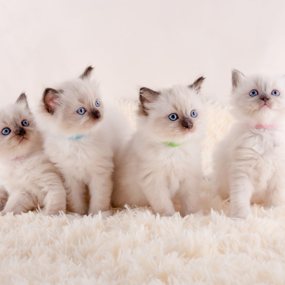 Ragdoll kitty hotsell