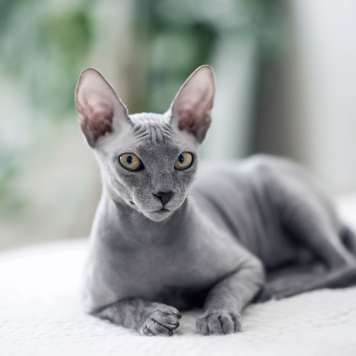 Mini sphynx hot sale cat