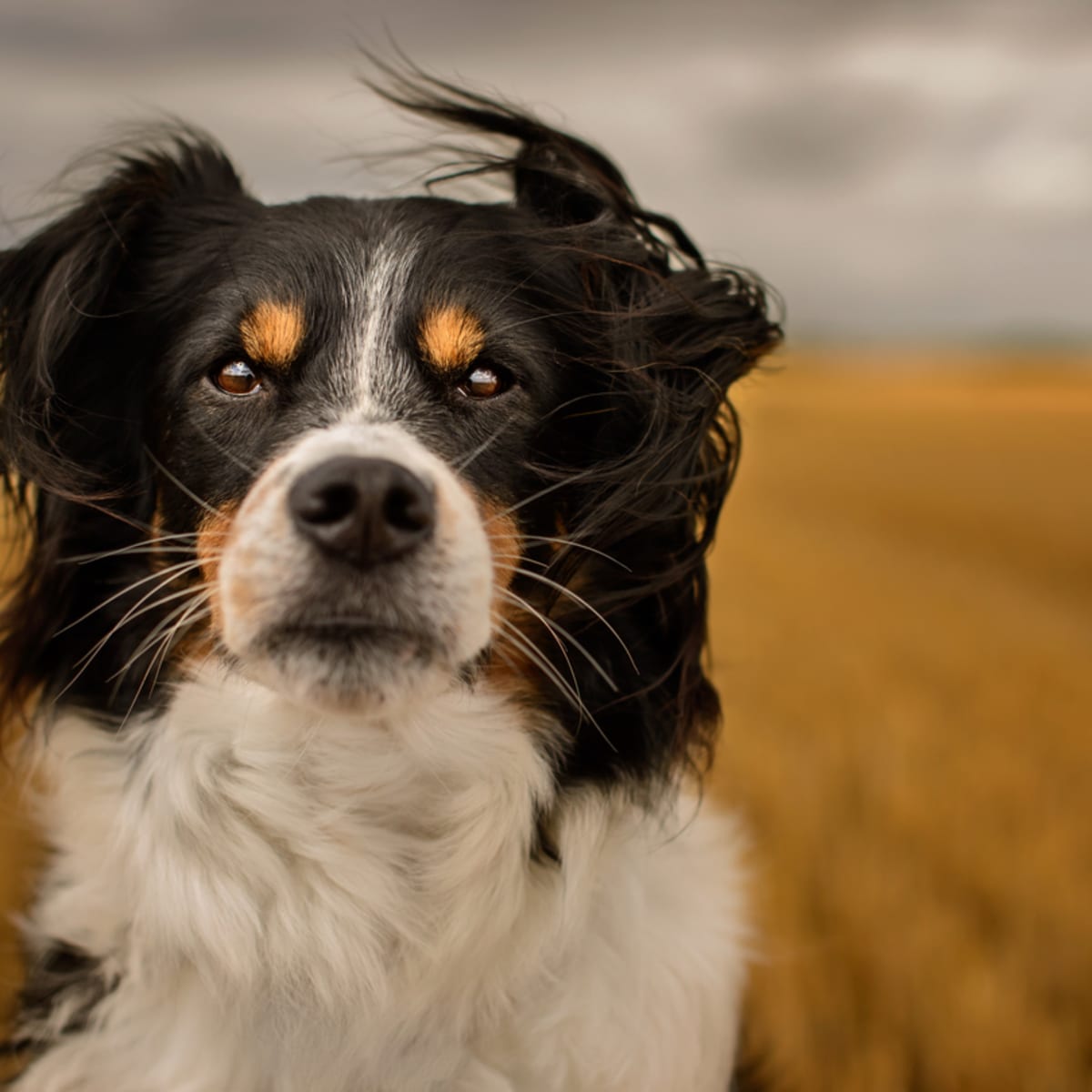 Types of farm dogs clearance