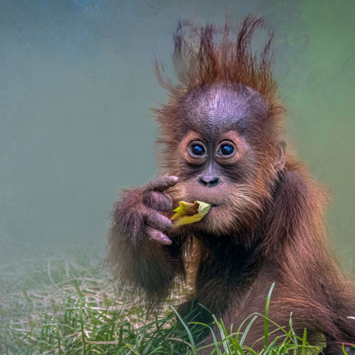 Funny baby on sale orangutan videos