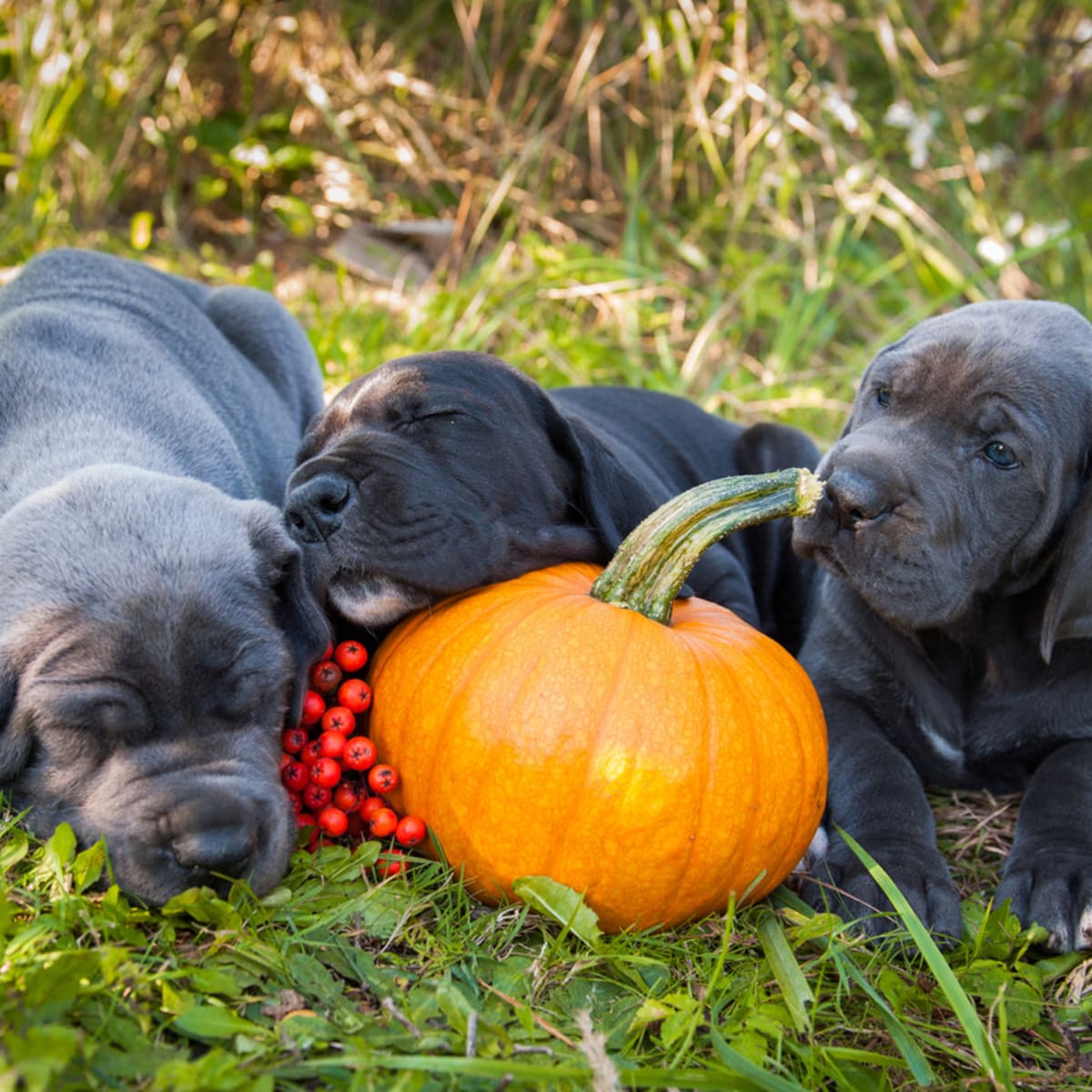 Great Dane Mom Still Carries Her Grown Pups and It s Just Too