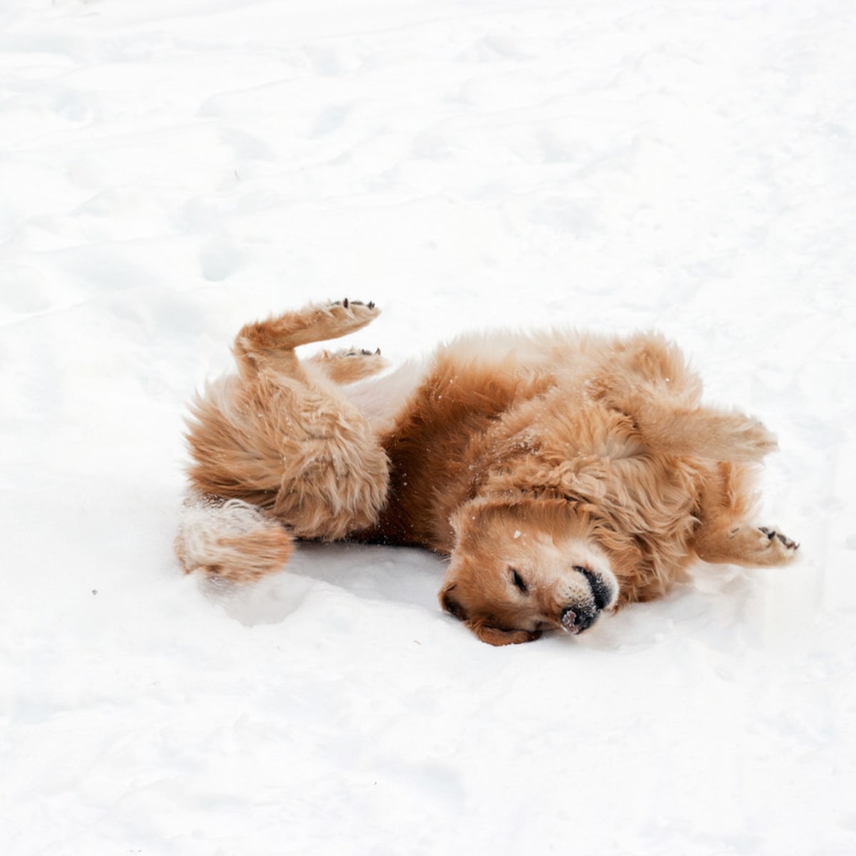 Golden retriever shop snow