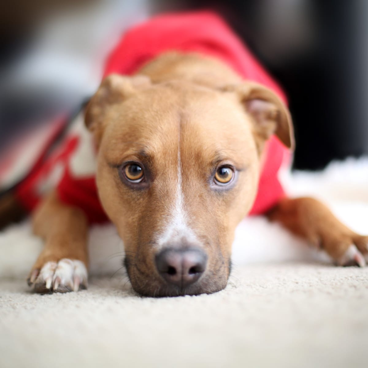Pitbull sweaters 2025 for humans