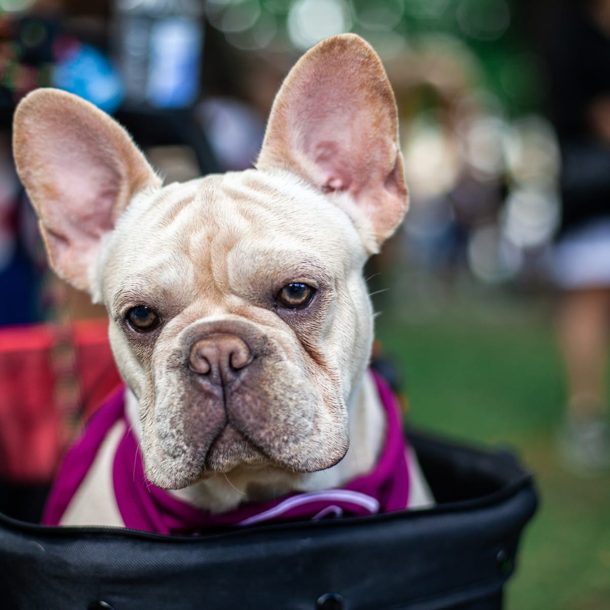 French bulldog sales in stroller