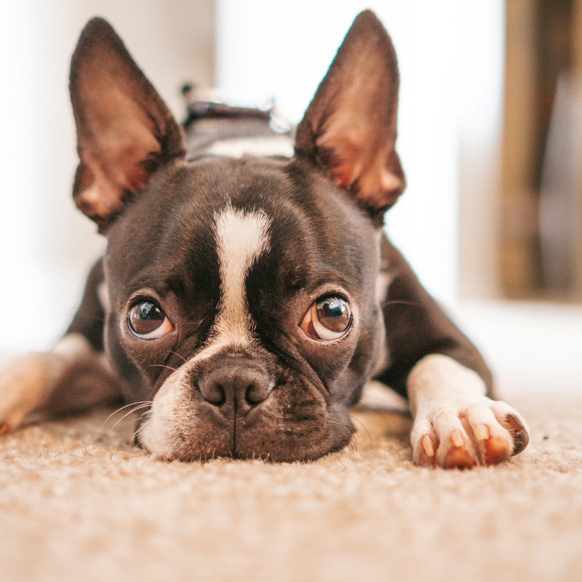 Boston terrier puppies sales playing