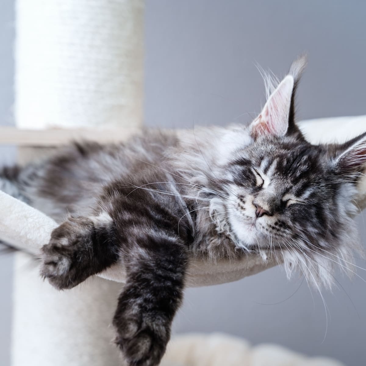 Big paws maine coon 2025