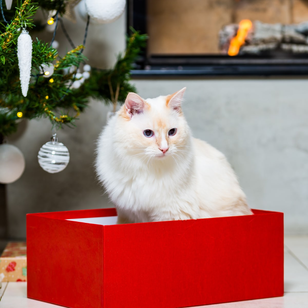 Sugarplum ragdolls outlet