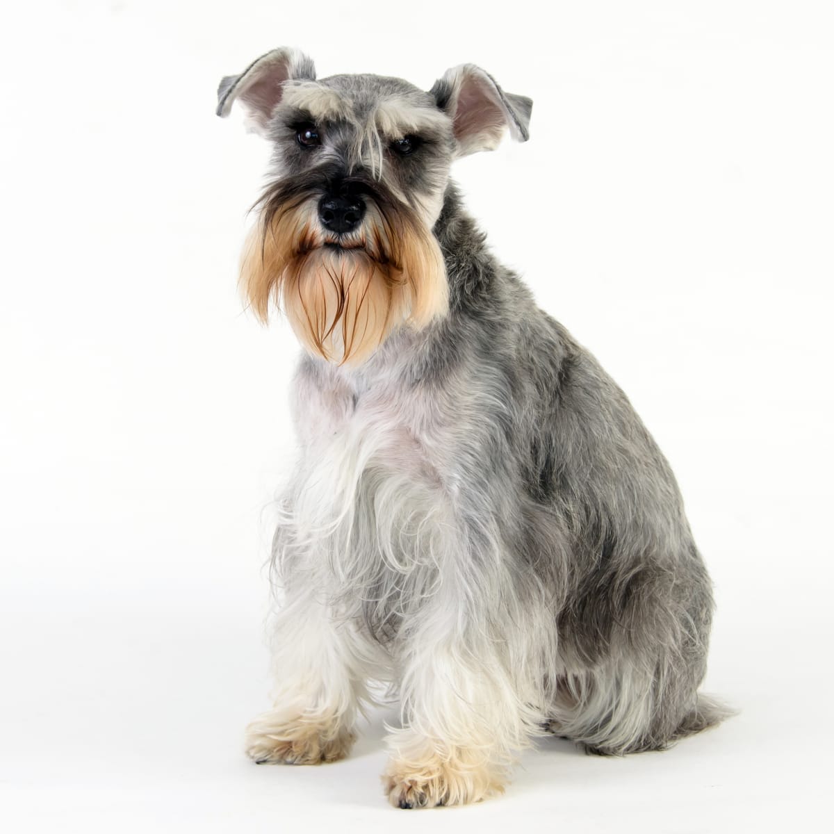 What human food can schnauzers eat sales