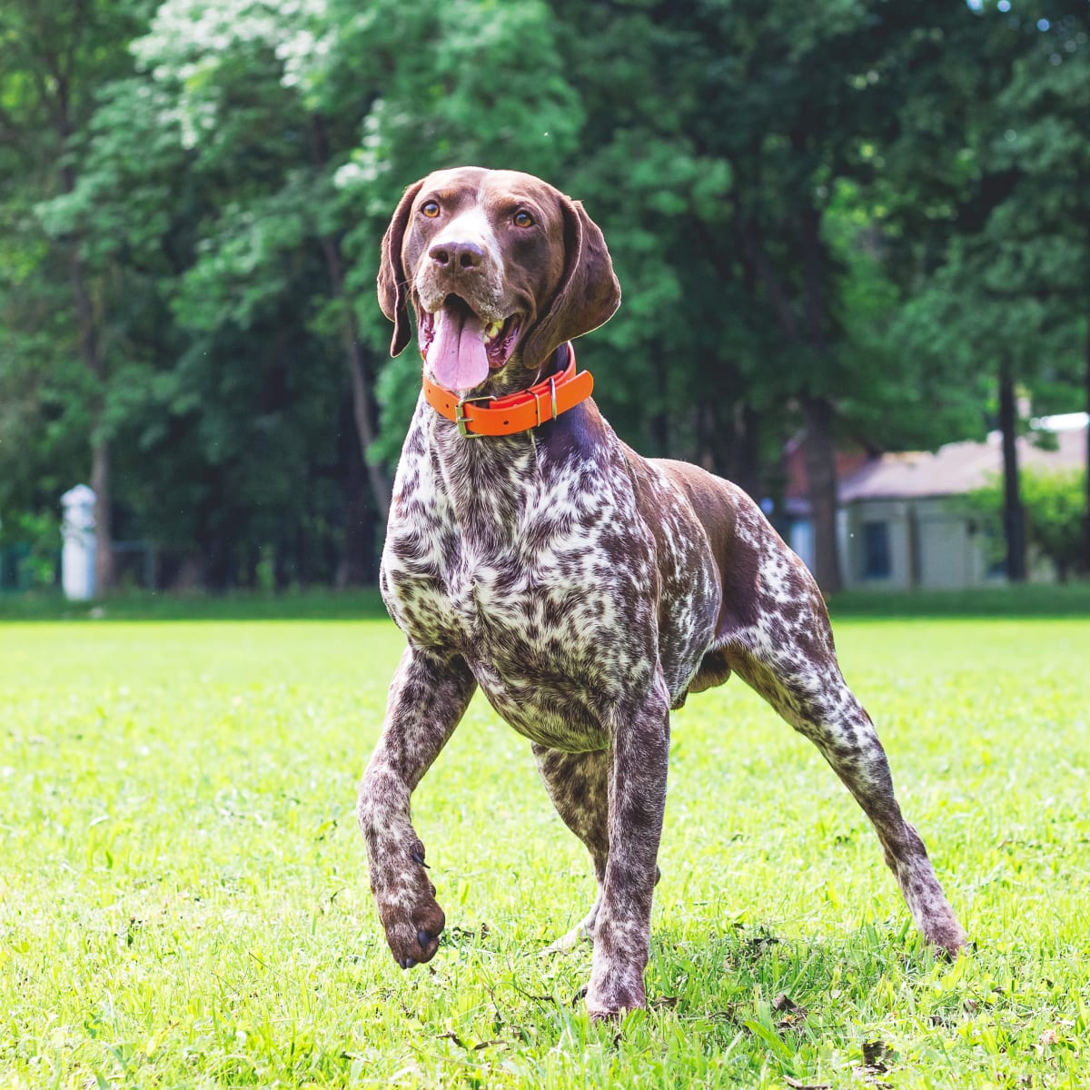 German shorthaired pointer brindle clearance