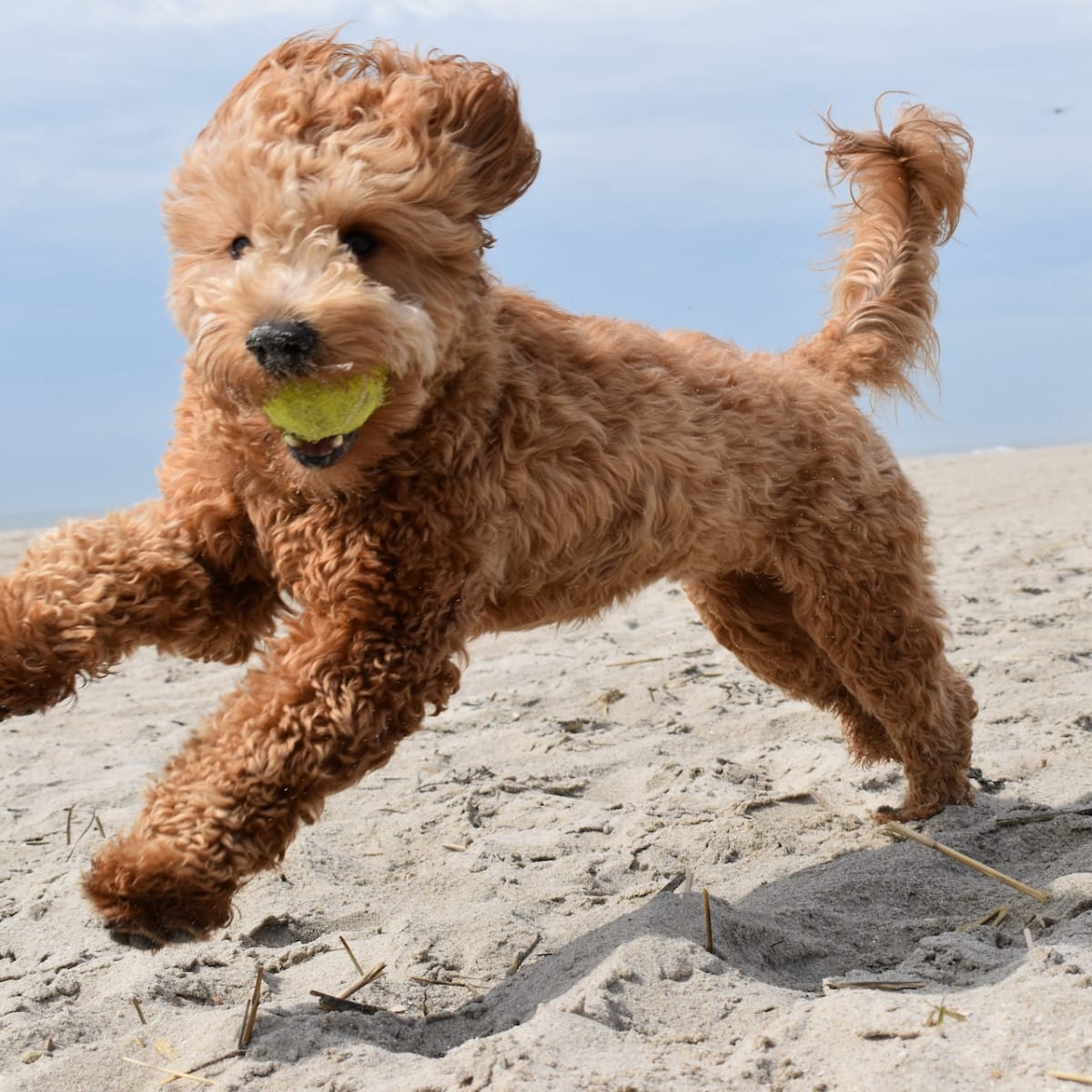 Goldendoodle apartment hot sale living
